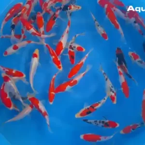 Tosai Maruhide 18-25 cm
