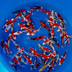 Tosai Marusaka 15-18 cm