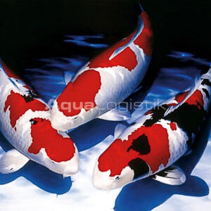 Koi Kunstdruck