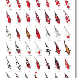 Koi Poster