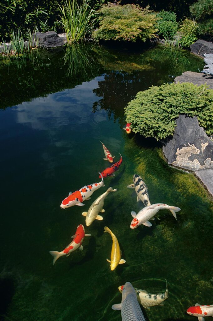 Koi TRIPOND