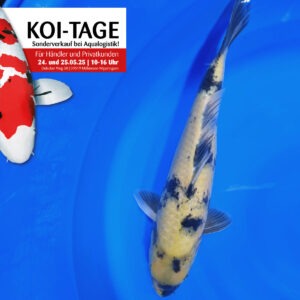Ki Utsuri 35-40 cm