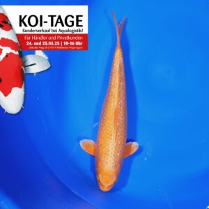 Ginrin Orenji 35-40 cm
