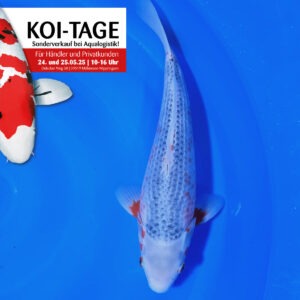 Asagi 35-40 cm