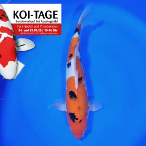 Sanke 40-45 cm