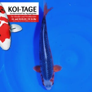 Hi Asagi 40 cm