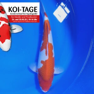 Kohaku 40 cm