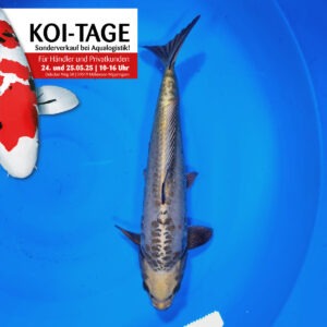 Kin Kabuto 35-40 cm
