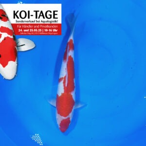 Kohaku 40 cm