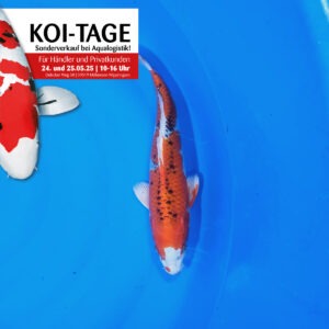 Red Kujaku 30-35 cm