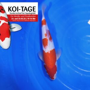 Kohaku 35-40 cm