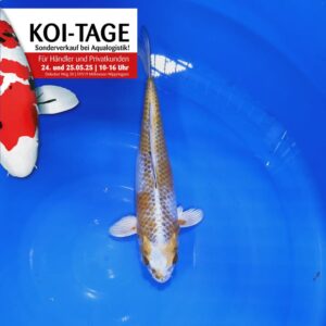 Kirin 35-40 cm