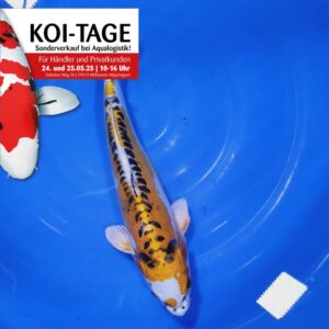 Golden Kikokuryu 40-45 cm