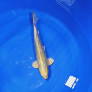 Ginrin Yamabuki 35-40 cm