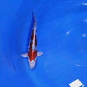 Red Kujaku 25-30 cm