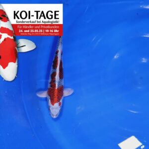 Red Kujaku 25-30 cm