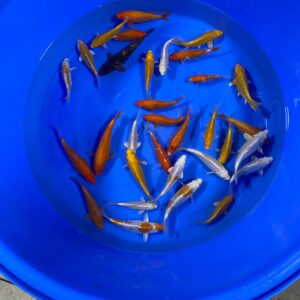 Yagenji Tosai Mix 14–16 cm
