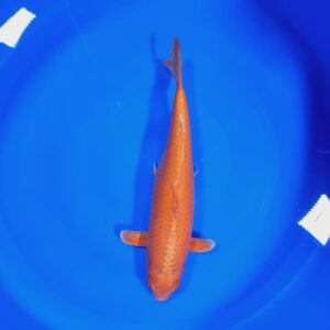Orenji 35-40 cm