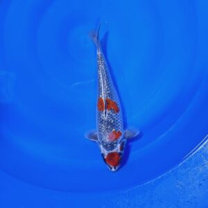 Ginrin Goshiki 35 cm