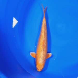 Ginrin Orenji 35-40 cm