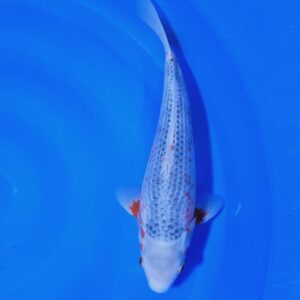 Asagi 35-40 cm