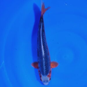 Hi Asagi 40 cm