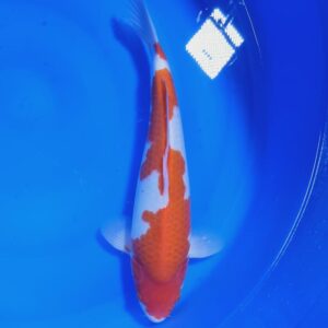 Kohaku 40 cm