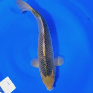 Midori 45-50 cm
