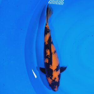 Hi Utsuri 35 cm