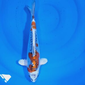 Beni Kikokuryu 30 cm