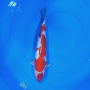 Kohaku 40 cm