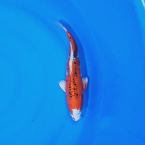 Red Kujaku 30-35 cm