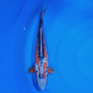 Shusui 35-40 cm