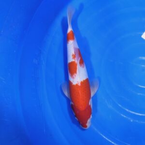 Kohaku 35-40 cm
