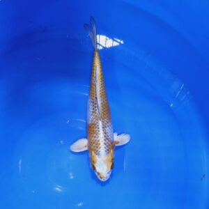 Kirin 35-40 cm