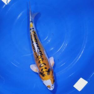 Golden Kikokuryu 40-45 cm
