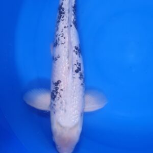 Ginrin Shiro Utsuri 55 cm