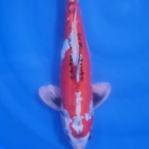 Shusui 45 cm