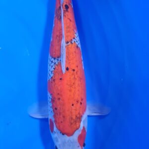 Goshiki 45 cm