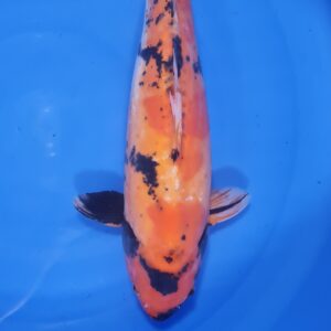 Hi Utsuri 50 cm