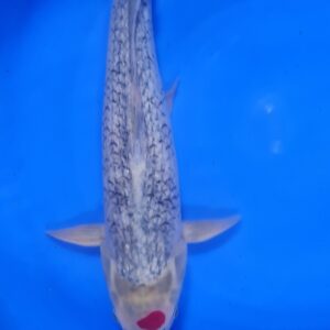 Tancho Ginrin Goshiki 45 cm