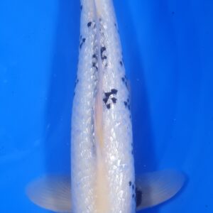 Ginrin Shiro Utsuri 50 cm