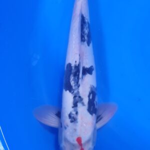 Doitsu Showa 45 cm