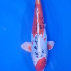 Doitsu Sanke 45-50 cm
