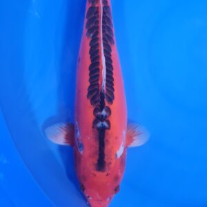 Shusui 45 cm