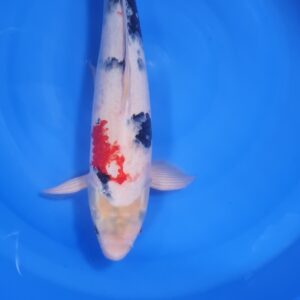 Showa 50 cm