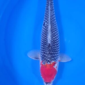 Tancho Goshiki 50 cm