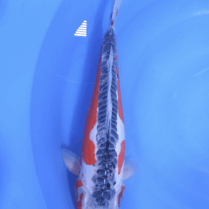 Shusui 40-45 cm