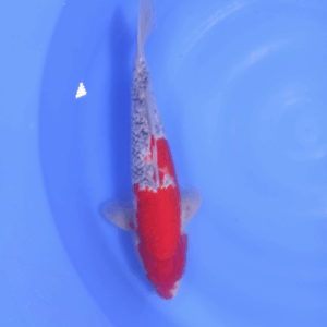 Goshiki 40-45 cm