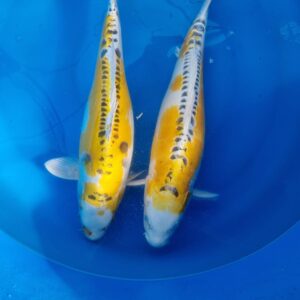 Doitsu Yellow Kujaku 55 cm